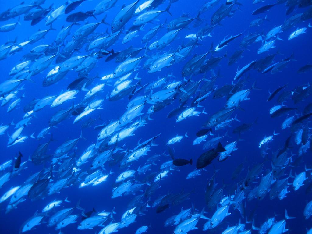 Diving Center Punta Stilo Διαμέρισμα Εξωτερικό φωτογραφία